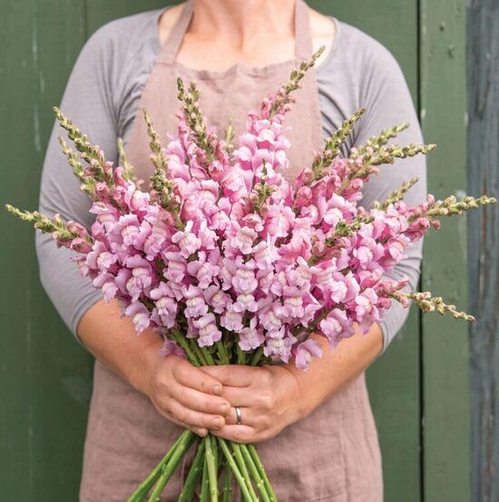 Lauvmutīte 'Maryland Lavender'